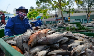 Thấy cá chết ở kênh Nhiêu Lộc, buồn cho ý thức người dân