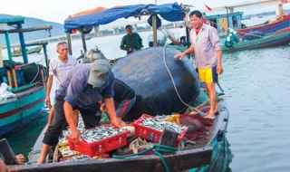 Sau sự cố cá chết do Formosa xả thải: Biển Bắc Trung bộ an toàn đến đâu?