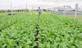 Organic Tây Ninh- sao không thể?