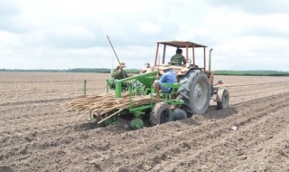 Tân Châu triển khai dự án nâng cao hiệu quả sản xuất cây khoai mì