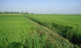 Bến Cầu: Một người chết do sét đánh