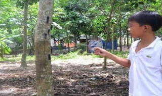 Châu Thành: Sâu lông xuất hiện nhiều bất thường