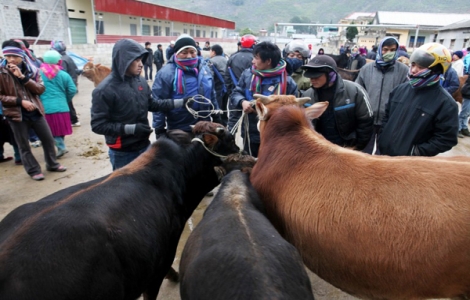 Tới Hà Giang ghé thăm chợ bò Mèo Vạc