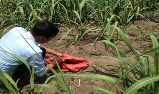 Nông trường Biên Hòa- Thành Long: Thả ếch, nhái trừ sâu hại mía