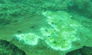 Thực trạng biển miền Trung hậu Formosa giờ ra sao?