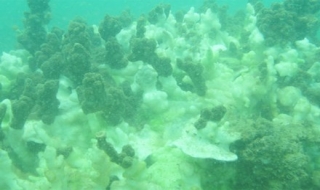 Hôm nay công bố chất lượng nước biển 4 tỉnh miền Trung