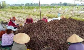 Nghịch lý nông dân “làm nhiều, hưởng ít”