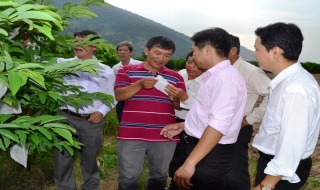 Hướng đi nào cho mãng cầu VietGAP ?