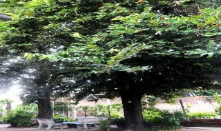 Cây hồng nhung ở thành phố Tây Ninh