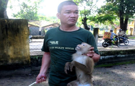 Chi cục Kiểm lâm Tây Ninh: Bắt khỉ hung dữ tấn công người trong nội ô Tòa Thánh
