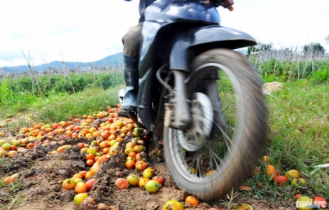 Cà chua bệnh, nông dân điêu đứng