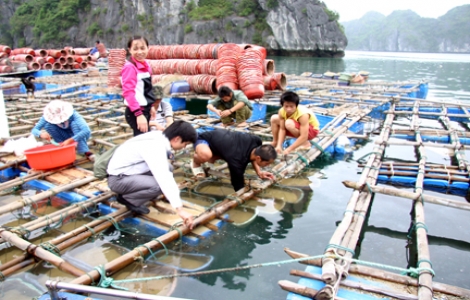 Đến Hải Phòng “săn” sản vật trên đất Cát Bà