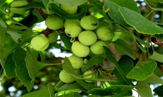 Bạch quả: Loài cây linh thiêng tốt cho trí não con người