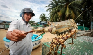 Tôm hùm chết hàng loạt vì mưa lũ, người dân Phú Yên điêu đứng