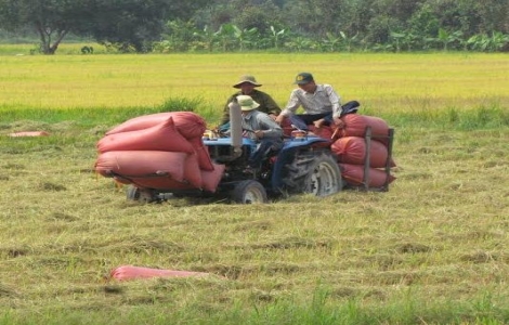 Bến Cầu: Tập huấn quy trình kỹ thuật thâm canh cây lúa theo hướng VietGap