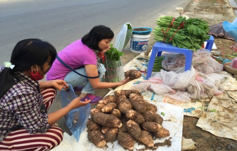 Khoai sọ Mán mùa đông bỗng dưng thành đặc sản