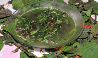 Ấm nồng canh ốc tía tô