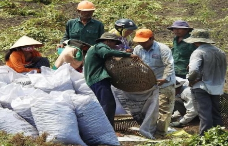 Mưa thất thường, người trồng đậu thiệt hại