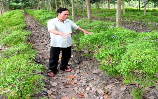 Trồng cây đinh lăng - mô hình mới ở Tây Ninh