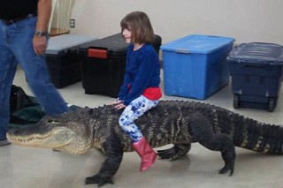 Sốc: Bé gái 7 tuổi cưỡi cá sấu khổng lồ nặng hơn 90kg
