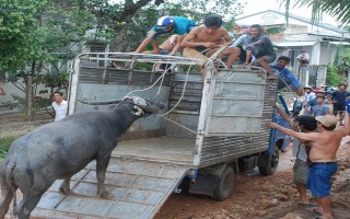 Trâu điên náo phố