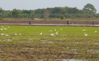 Chà Là rợp cánh cò bay