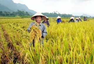 Lại chuyện xin gạo cứu trợ