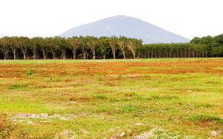 Một dự án đáng lo ngại (tiếp theo)