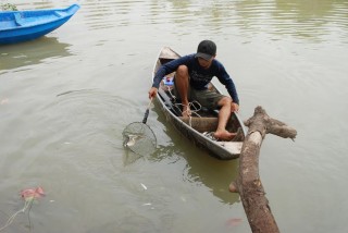 Cá nổi trắng rạch Tây Ninh