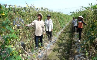 Bí đao chết dây hàng loạt, nông dân lỗ đậm