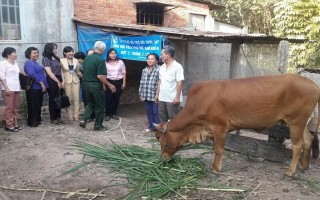 Hội LHPN thị trấn Dương Minh Châu: Hỗ trợ bò giống cho hội viên nghèo