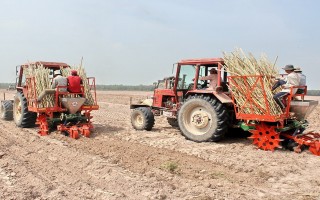 Triển khai nhiều mô hình liên kết trồng mía