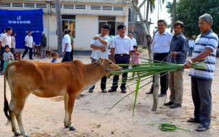 Trao bò cho hộ nghèo