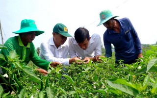 Châu Thành: Nông dân lo lắng vì dịch bệnh tấn công cây ớt