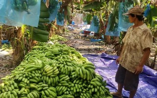 Cần thêm nhiều doanh nghiệp, cá nhân chung tay "giải cứu" cho chuối