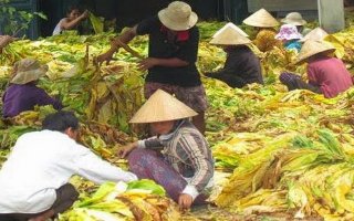 Thành phố Tây Ninh: Nông dân trúng mùa thuốc lá vàng