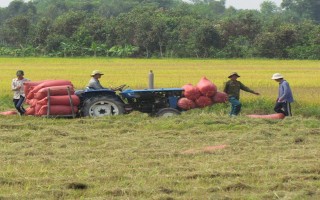 Liên kết sản xuất lúa cánh đồng lớn trên 4.000 ha đất nông nghiệp