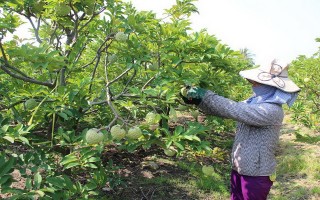 Nâng cao giá trị trái mãng cầu Bà Đen bằng quy trình sản xuất VietGap