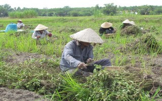 HUYỆN TRẢNG BÀNG: Đậu phộng được mùa