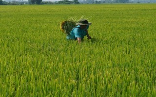 Bài toán “đầu ra cho sản phẩm lúa” bước đầu đã có “lời giải”