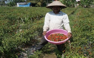 Châu Thành: Ớt xuống giá, nông dân hoang mang