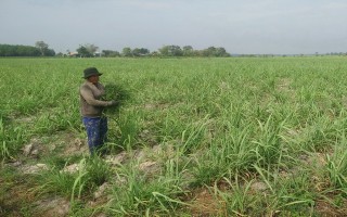 Châu Thành: Mì “xuống”, mía “lên”