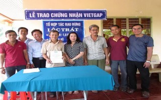 Rau rừng Lộc Trát được chứng nhận đạt tiêu chuẩn VietGAP
