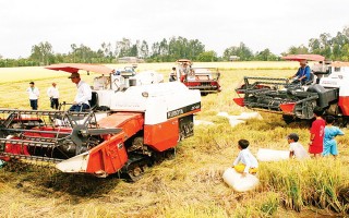 Người Việt mua gạo giá cao hơn xuất khẩu