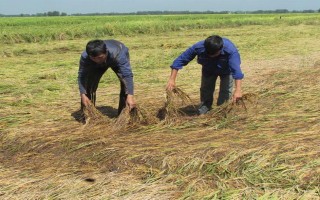 Nông dân “méo mặt” vì mưa bất thường