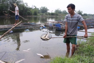 Cá nuôi lồng trên sông Bồ chết trắng lồng