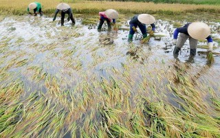 Gặt lúa chạy lũ