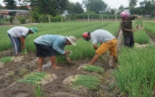 Mưa trái mùa, người trồng hàng bông ở Hoà Thành lỗ nặng