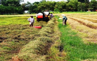 Mưa trái mùa, nông dân thiệt hại hàng chục tỷ đồng