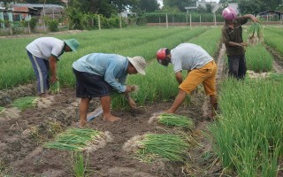 Mưa trái mùa, nhiều hộ nông dân khó trả nợ vay ngân hàng